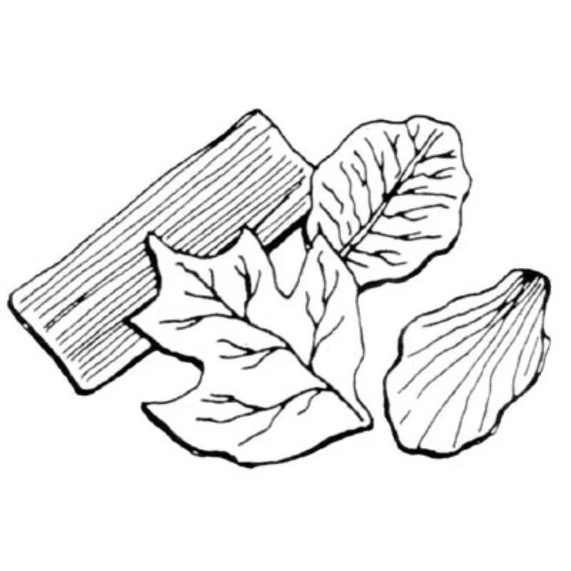 cbdngxxcov2